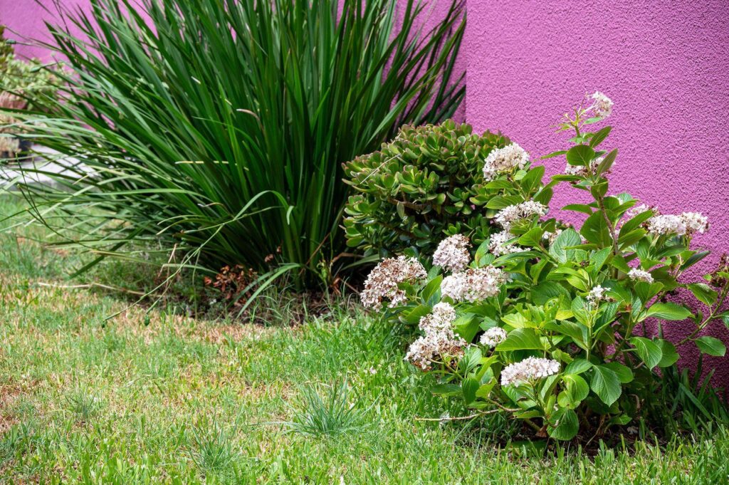 Jardín con hortensias y plantas verdes